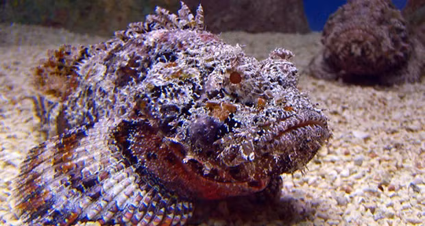 Trong quá trình giao phối, cá đực cắn cá cái, tiết ra enzym để tinh trùng xâm nhập vào cơ thể bạn tình, sau đó cơ thể nó tiêu biến, chỉ còn lại tinh hoàn.(Ảnh: Fact Republic)