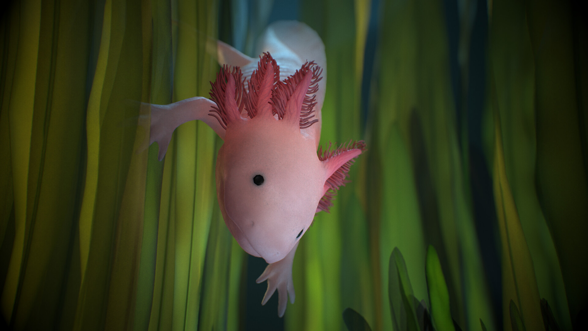 Hiện tại, chỉ còn khoảng 700-1.200 cá thể Axolotl trong tự nhiên, chủ yếu sống tại các hồ nhân tạo.(Ảnh: ArtStation)