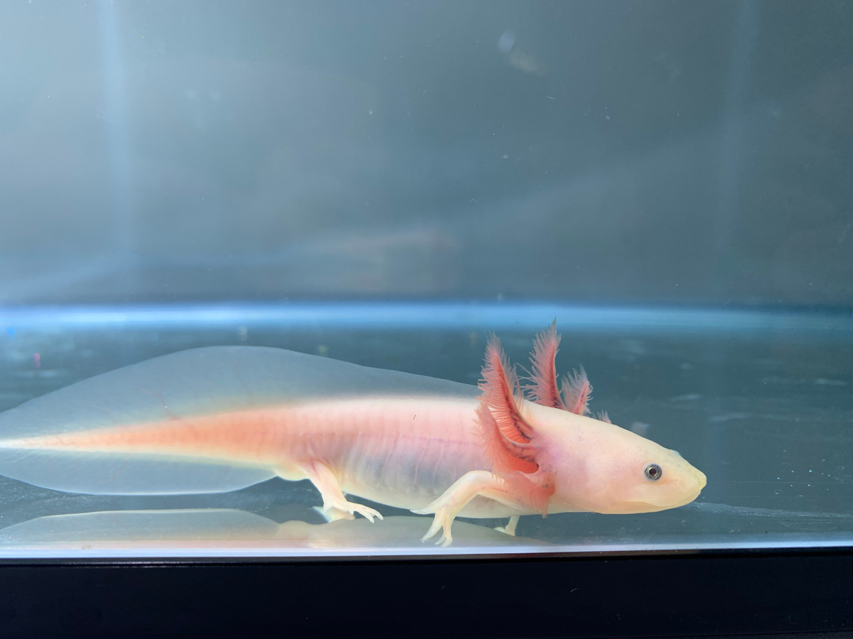Axolotl "khiêu vũ hula" để thu hút bạn tình, thường giao phối vào tháng 1-2 mỗi năm.(Ảnh: Riverpark Aquatics)