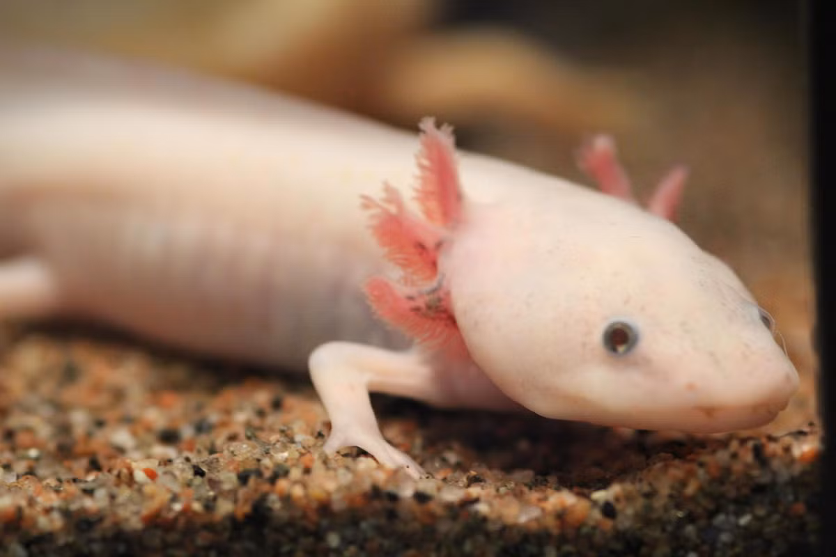 Mặc dù từng là xu hướng thú cưng phổ biến, Axolotl đối mặt nguy cơ tuyệt chủng do môi trường sống bị phá hủy và cá xâm lấn.(Ảnh: iNaturalist)