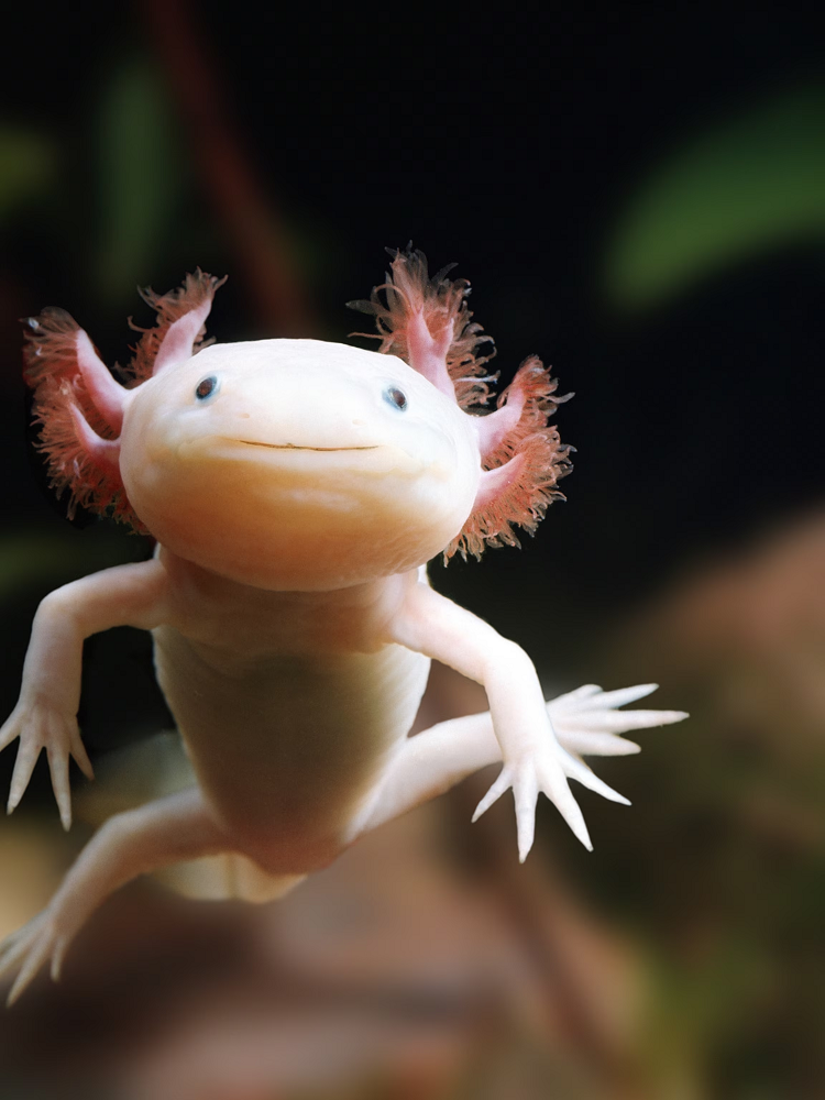 Loài này có ngoại hình độc đáo với 6 mang, 4 chân, màu sắc nổi bật và không trải qua quá trình biến thái như các loài kỳ nhông khác.(Ảnh: National Geographic)