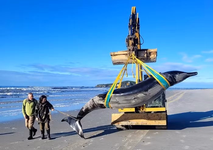 Nghiên cứu này thu hút sự tham gia của nhiều nhà khoa học quốc tế và có thể mang lại những hiểu biết quan trọng về loài cá voi này. (Ảnh:Cục Bảo tồn New Zealand)