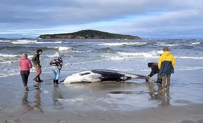 Tháng 7/2024, xác một con cá voi răng thuổng dài khoảng 5 mét trôi dạt vào bờ biển New Zealand. (Ảnh: DNVN)
