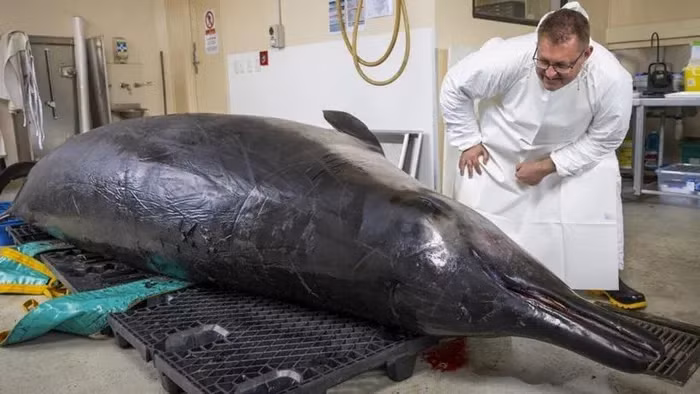 Đây là lần đầu tiên mẫu vật hoàn chỉnh của loài cá voi này được giải phẫu, mang lại cơ hội giải mã bí ẩn kéo dài hàng thập kỷ. (Ảnh:AP/Derek Morrison)