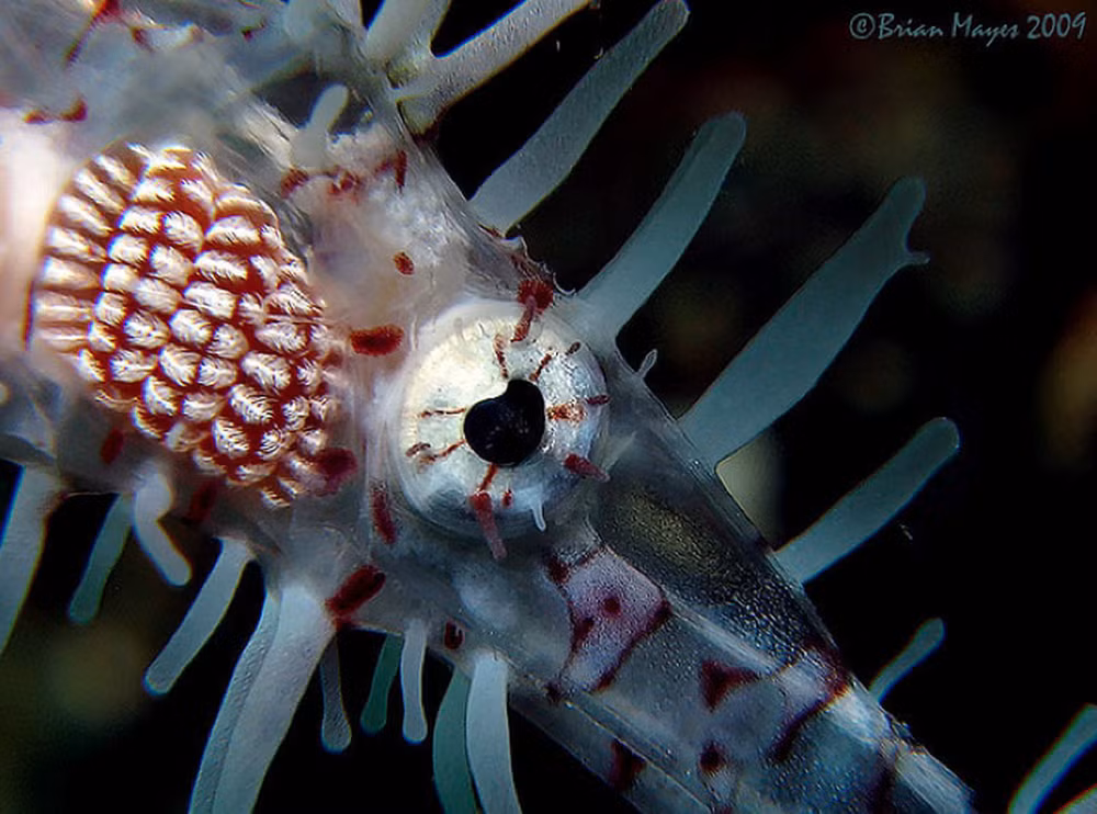 Cá dao cạo (Solenostomus paradoxus) là loài cá cực hiếm, thân dài, mỏng, vây lớn và có khả năng đổi màu để "tàng hình" trong môi trường sống. (Ảnh: Người đưa tin)
