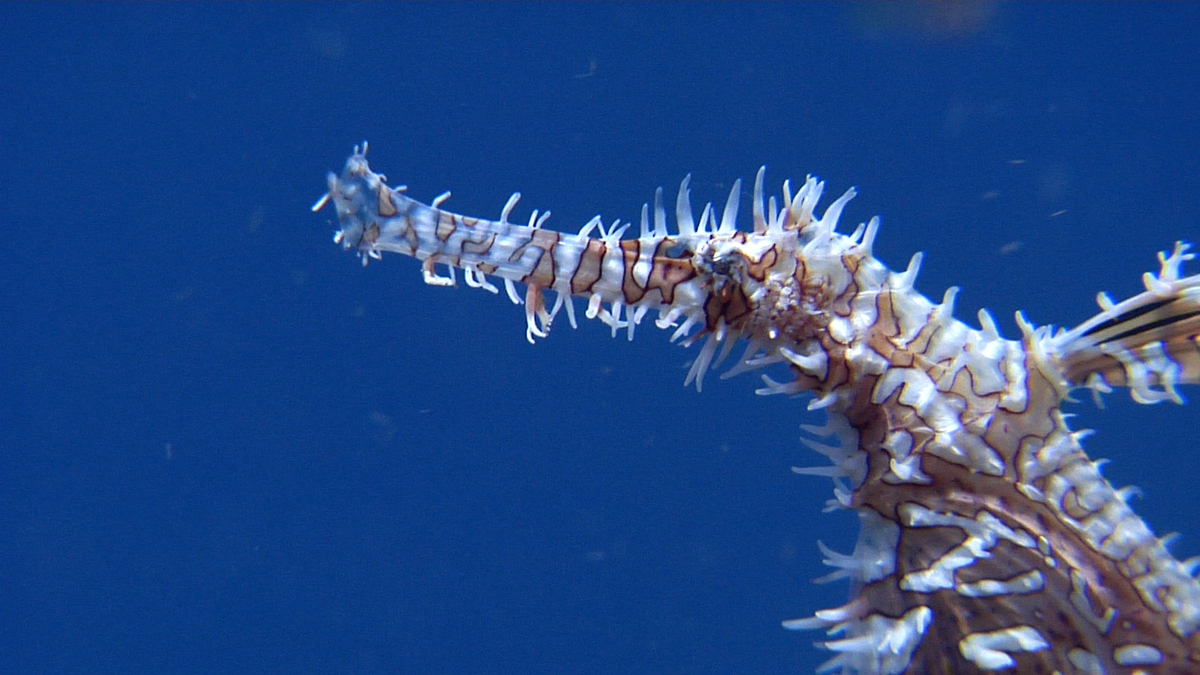 Đây là loài bơi yếu, phạm vi hoạt động nhỏ, khó tìm và có tuổi thọ ngắn, cần được bảo vệ và nghiên cứu để tránh nguy cơ tuyệt chủng.(Ảnh :Undersea Productions)