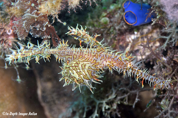 Cá dao cạo cái nuôi trứng và con non trong một túi da đặc biệt, mang tới 350 trứng đã thụ tinh, khác biệt so với nhiều loài cá khác.(Ảnh :Kwajalein Underwater)