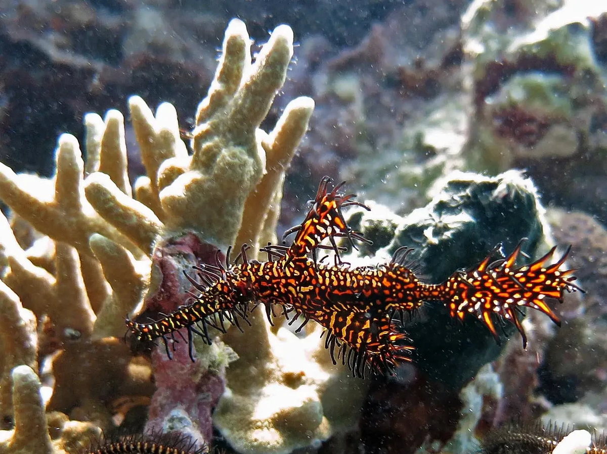 Chúng sống ở vùng nước nông (4–35m), thường xuất hiện tại rạn san hô hoặc đáy nhiều bùn trong mùa sinh sản, ăn động vật giáp xác nhỏ bằng cách hút nước qua mõm dài.(Ảnh :Animalia)