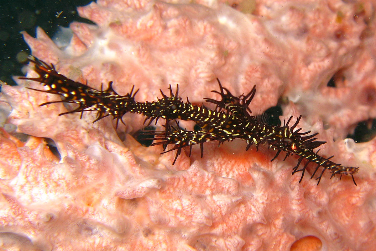 Cá dao cạo, loài cá cực hiếm, được phát hiện tại biển Nha Trang năm 1995, có hình dáng giống cây rong biển và được xếp vào Sách đỏ Việt Nam ở mức Nguy cấp.(Ảnh :Wikipedia)