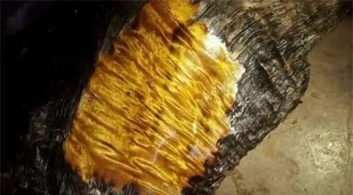 Năm 2016, nhóm công nhân ở Tứ Xuyên, Trung Quốc phát hiện một khúc gỗ lạ, được xác định là gỗ kim tơ nam mộc quý hiếm trị giá 650 tỷ đồng. (Ảnh: DNVN)