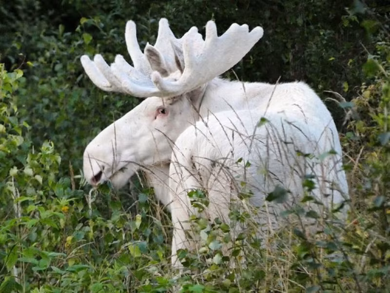 Bộ lông trắng của chúng không phải do bạch tạng mà là do một khiếm khuyết gene gây ra leucism, khiến cho chúng có lông trắng toàn bộ hoặc một phần.(Ảnh: ANTD)