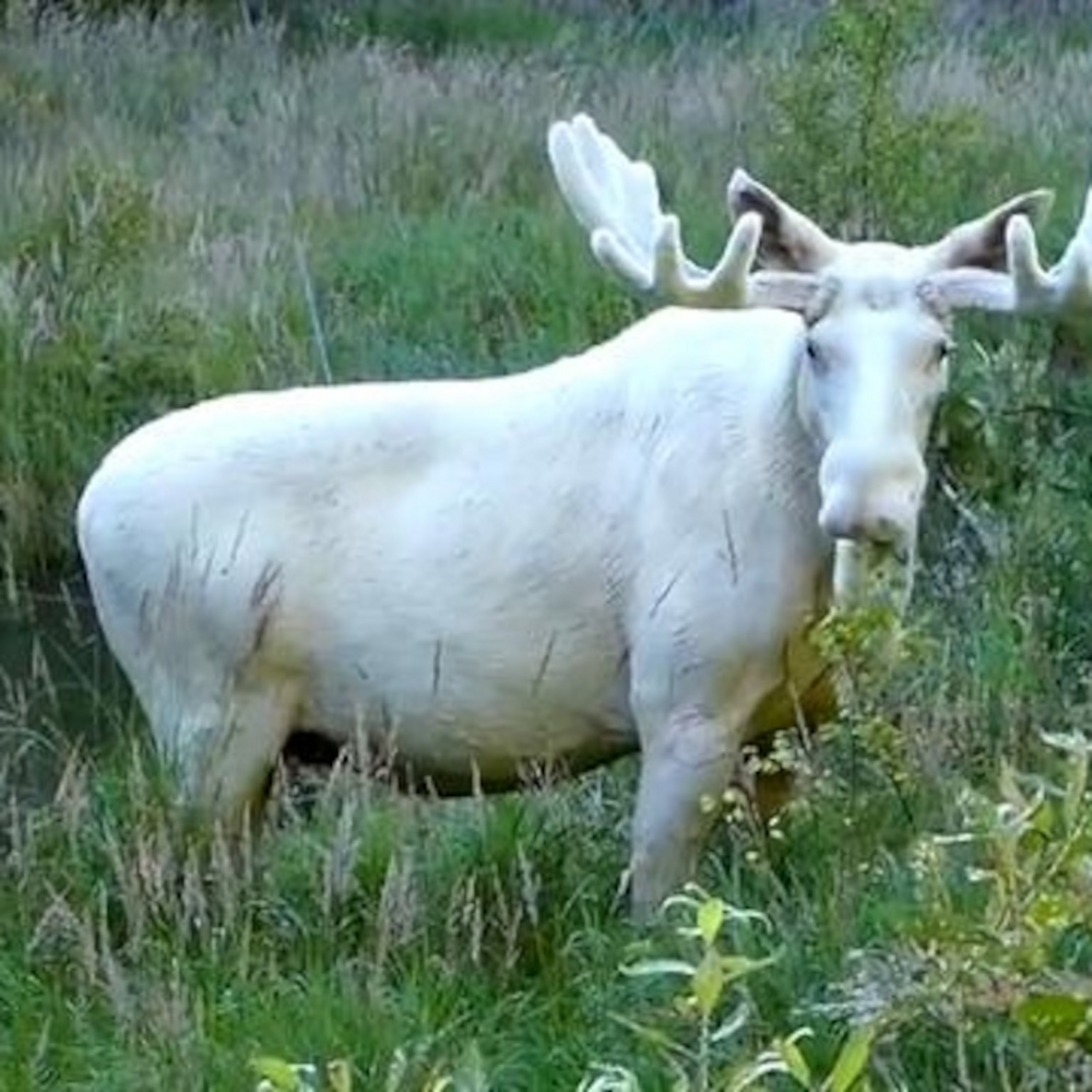 Mặc dù hiếm, trạng thái leucism này không ảnh hưởng đến màu sắc của mắt và móng của nai, giữ cho chúng duy trì màu sắc bình thường.(Ảnh: National Geographic)