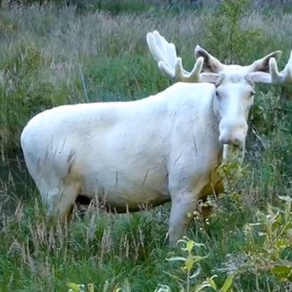 Mặc dù hiếm, trạng thái leucism này không ảnh hưởng đến màu sắc của mắt và móng của nai, giữ cho chúng duy trì màu sắc bình thường.(Ảnh: National Geographic)