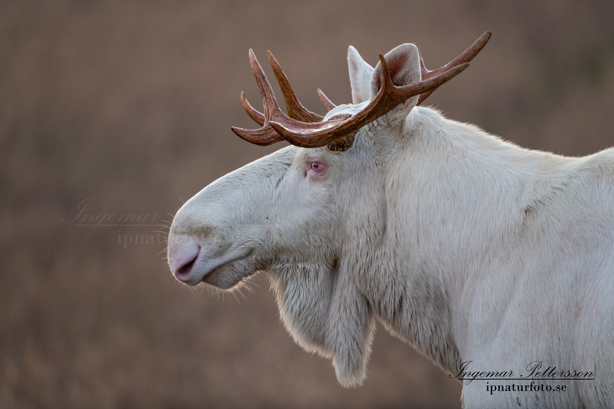 Những cá thể nai sừng tấm trắng được bảo vệ đặc biệt theo Luật Bảo tồn hoang dã năm 1997. (Ảnh: ipnaturfoto)