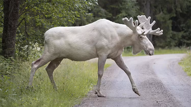 Đoạn video ghi lại cảnh tượng này nhanh chóng thu hút 4,5 triệu lượt xem và hơn 100 nghìn chia sẻ chỉ sau vài ngày. Màu lông trắng muốt của cặp nai mẹ con nai sừng tấm này khiến nhiều liên tưởng đến "thần thú" trong truyền thuyết. (Ảnh: Khoahoc.tv)