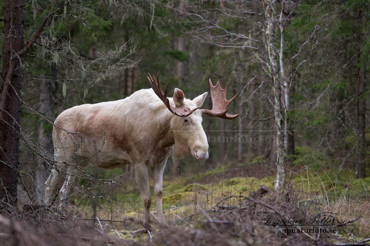Nai sừng tấm là loài hươu nai lớn nhất còn tồn tại, phân bố chủ yếu ở châu Âu và Bắc Mỹ. Con trưởng thành có thể cao trên 2,1m và nặng hơn 600kg. (Ảnh: ipnaturfoto)