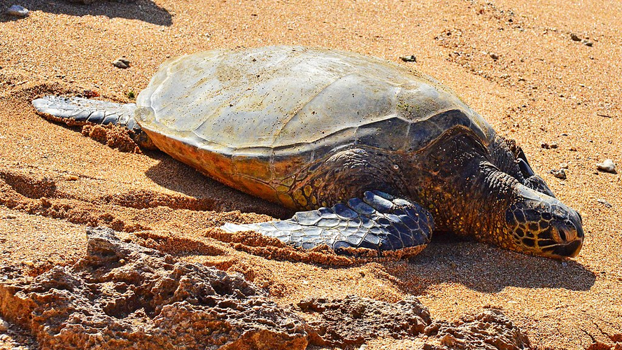 Loài đồi mồi dứa là một trọng những loài thuộc danh mục loài nguy cấp, quý, hiếm được ưu tiên bảo vệ được quy định tại Nghị định số 160/2013/NĐ-CP ngày 12/11/2013 của Chính phủ về tiêu chí xác định loài và chế độ quản lý loài thuộc Danh mục loài nguy cấp, quý, hiếm được ưu tiên bảo vệ, nghiêm cấm khai thác, đánh bắt, mua bán, vận chuyển, tiêu thụ và quảng cáo.(Ảnh: wikipedia)