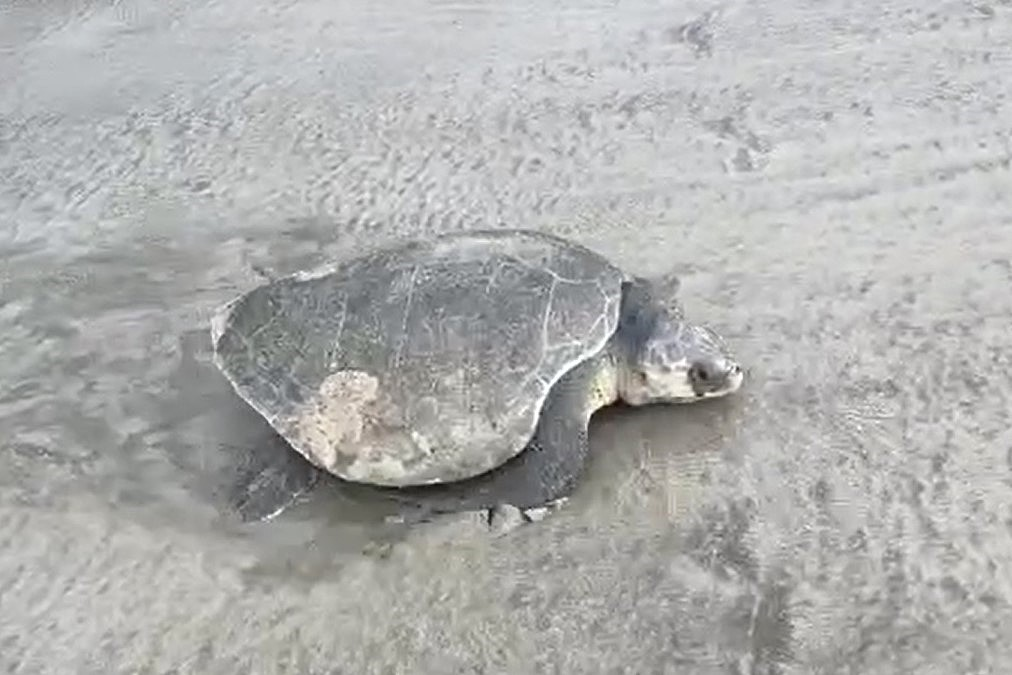 Ngày 15/12, Vườn Quốc gia Côn Đảo ghi nhận một cá thể đồi mồi dứa lên bãi đẻ 98 trứng rồi trở về biển an toàn. Việc đồi mồi dứa lên bờ đẻ trứng tại bãi biển Đất Dốc là tín hiệu đáng mừng cho việc hồi phục quần thể rùa biển. Trứng đã được di chuyển an toàn về bãi ấp. (Ảnh:VQG CĐ)