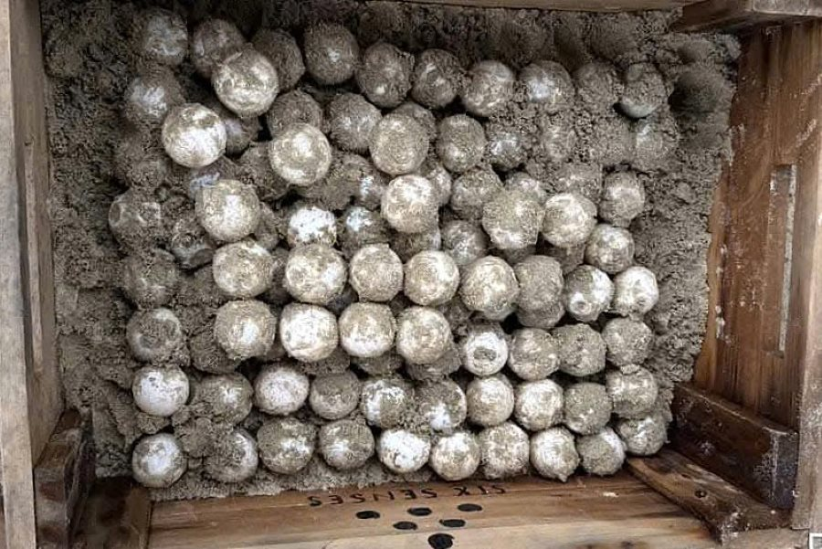 Trong năm 2024, có 3 rùa mẹ lên bãi đẻ Đất Dốc, đẻ 380 trứng và đã nở 163 rùa con. Sự phối hợp bảo tồn giữa Vườn Quốc gia Côn Đảo và Công ty TNHH Côn Đảo Resort là mô hình đầu tiên có sự tham gia của doanh nghiệp du lịch, hứa hẹn nhân rộng mô hình này để phục hồi các bãi đẻ rùa biển. (Ảnh:VQG CĐ)