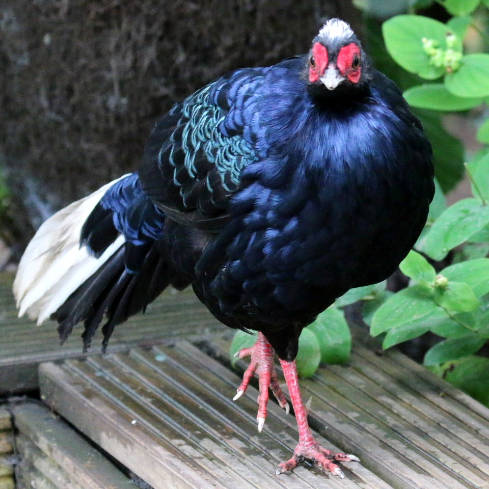 Gà lôi lam đuôi trắng sống chủ yếu tại Khu bảo tồn thiên nhiên Kẻ Gỗ, thuộc tỉnh Hà Tĩnh và Quảng Bình. Chúng ưa thích những vùng rừng tre nứa, rừng thường xanh đất thấp dưới 300m so với mực nước biển. Nơi đây có thảm thực vật phong phú và đa dạng, cung cấp nguồn thức ăn dồi dào cho loài gà này, bao gồm quả, lá, mầm non, hạt quả, giun đất và ốc nhỏ. (Ảnh: Animal Photos)