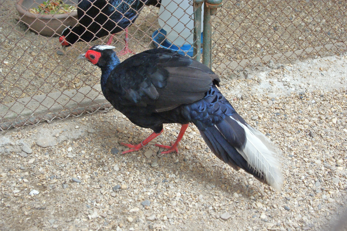 Gà lôi lam đuôi trắng thường sống thành từng đàn nhỏ, có tập tính ăn đêm và ẩn nấp vào ban ngày.(Ảnh: BioLib.cz)