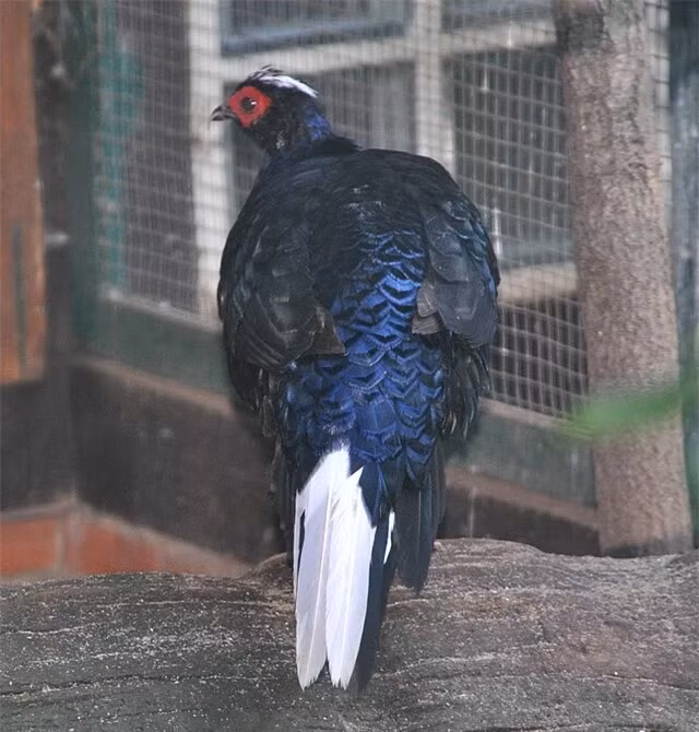 Gà lôi lam đuôi trắng, với vẻ đẹp kiêu sa và giá trị quý báu, xứng đáng được bảo vệ và tôn vinh. Việc bảo tồn loài gà này không chỉ góp phần duy trì sự phong phú của hệ sinh thái mà còn thể hiện trách nhiệm và niềm tự hào của Việt Nam đối với thiên nhiên. (Ảnh: DNVN)