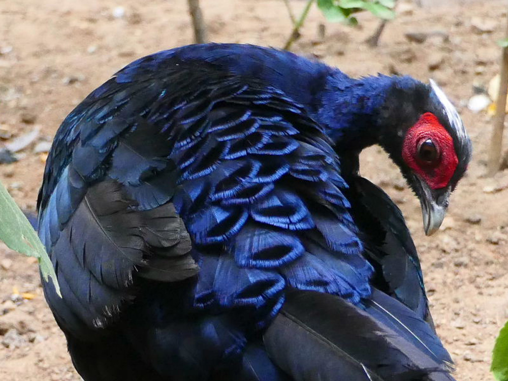 Gà lôi lam đuôi trắng không chỉ có giá trị thẩm mỹ mà còn có giá trị khoa học cao. Loài gà này đã được đưa vào Sách Đỏ Việt Nam (1992, 2000), IUCN (1996, 2000), Nghị định 18/HĐBT (1992) và Nghị định 48/NĐ-CP (2002); Sách Đỏ Châu Á (2001); và danh sách các loài động vật, thực vật hoang dã quy định trong các phụ lục của công ước CITES. (Ảnh: Zootier Lexikon)