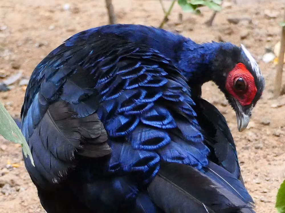 Gà lôi lam đuôi trắng không chỉ có giá trị thẩm mỹ mà còn có giá trị khoa học cao. Loài gà này đã được đưa vào Sách Đỏ Việt Nam (1992, 2000), IUCN (1996, 2000), Nghị định 18/HĐBT (1992) và Nghị định 48/NĐ-CP (2002); Sách Đỏ Châu Á (2001); và danh sách các loài động vật, thực vật hoang dã quy định trong các phụ lục của công ước CITES. (Ảnh: Zootier Lexikon)