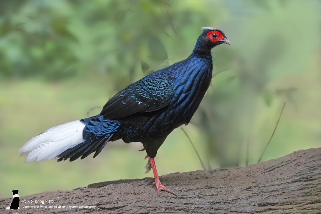 Gà lôi lam đuôi trắng gây ấn tượng mạnh với bộ lông tuyệt đẹp và màu sắc nổi bật. Con trống trưởng thành có mào lông trắng với mút lông đen ở đỉnh đầu, cổ ngực và phần trên của đuôi màu đen ánh tím thẫm. Lông cánh của chúng đen, bao quanh có ánh xanh, tạo nên vẻ ngoài vô cùng bắt mắt và lôi cuốn. (Ảnh: Flickr)