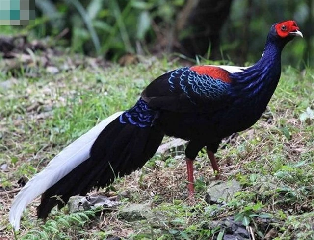 Việc bảo tồn gà lôi lam đuôi trắng không chỉ góp phần duy trì sự đa dạng sinh học mà còn bảo vệ một phần di sản thiên nhiên quý giá của Việt Nam.(Ảnh: DNVN)