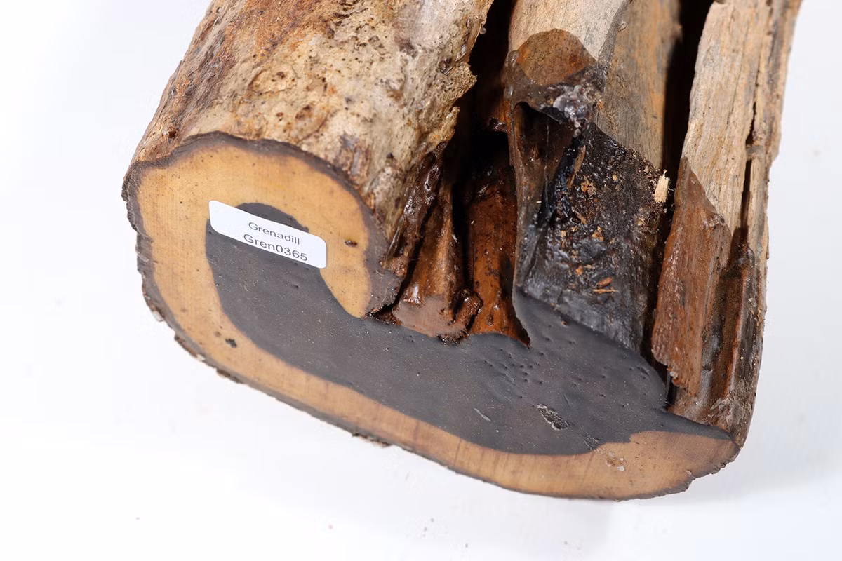 4. African Black Wood (Gỗ đen Châu Phi): Màu nâu tía gần như đen, rất cứng và dày đặc. Sử dụng lâu đời từ thời Ai Cập cổ đại, dùng chế tác nhạc cụ và các sản phẩm nghệ thuật. (Ảnh: Feines Holz)