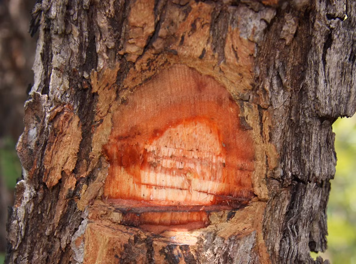 6. Gỗ Dalbergia: Rất quý hiếm do kén đất sống, giá thành đắt đỏ.(Ảnh: Kew Gardens)