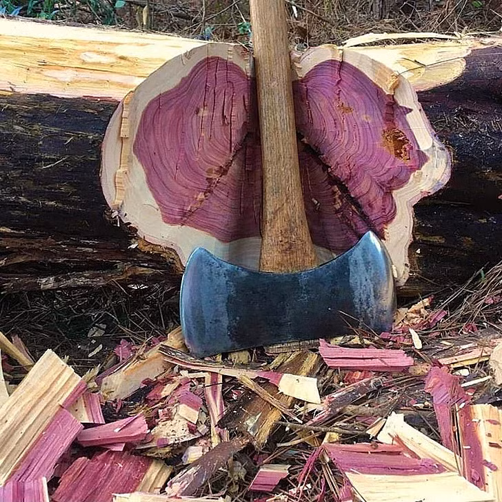 Loại gỗ này đặc trưng của vùng Trung và Nam Mỹ, thường được tìm thấy ở các khu rừng mưa nhiệt đới như Brazil, Suriname và Guyana. (Ảnh: Reddit)