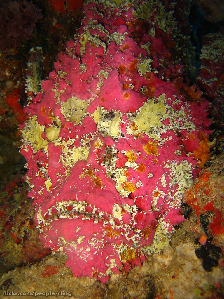 Loài cá này có khả năng ngụy trang tuyệt vời dưới đáy biển, dễ dàng hòa vào đá hoặc cát để tránh bị phát hiện.(Ảnh: Flickr)