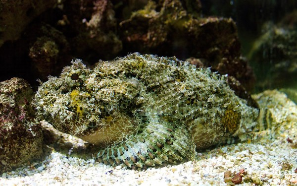 Cá mặt quỷ chứa độc tố mạnh ở 13 vây lưng, có thể gây rối loạn hệ thần kinh, hệ cơ vận động và nhịp thở nếu con người tiếp xúc.(Ảnh: Tag my Fish)