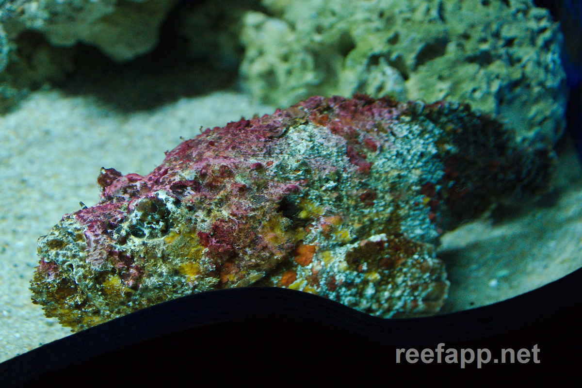 Loài cá này thường sống ở vùng biển Lý Sơn (Quảng Ngãi), khu vực san hô ven đảo và gành đá, rất khó đánh bắt.(Ảnh: Reef App)