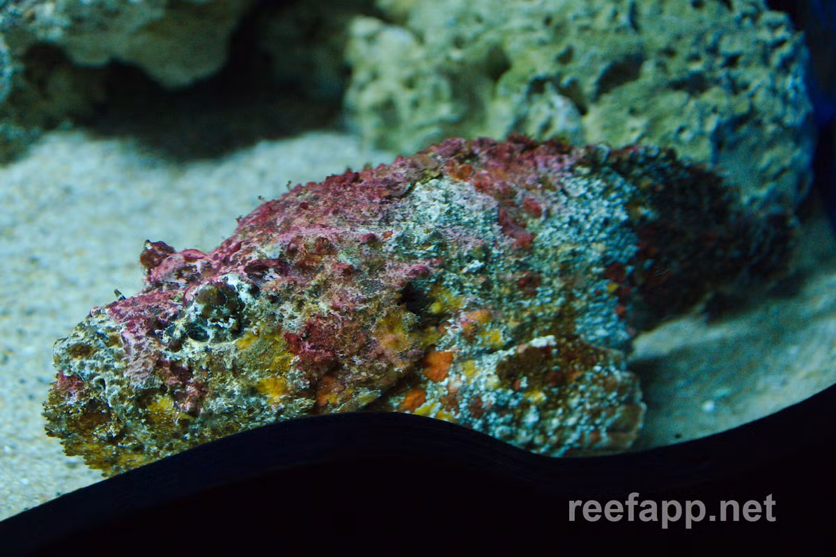 Loài cá này thường sống ở vùng biển Lý Sơn (Quảng Ngãi), khu vực san hô ven đảo và gành đá, rất khó đánh bắt.(Ảnh: Reef App)