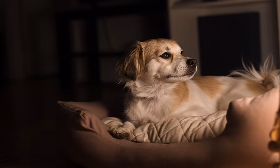 Chủ nuôi nên tăng cường tương tác, kiểm tra môi trường và đáp ứng nhu cầu sinh học của chó để giảm tiếng sủa. (Ảnh: Buddydoc)