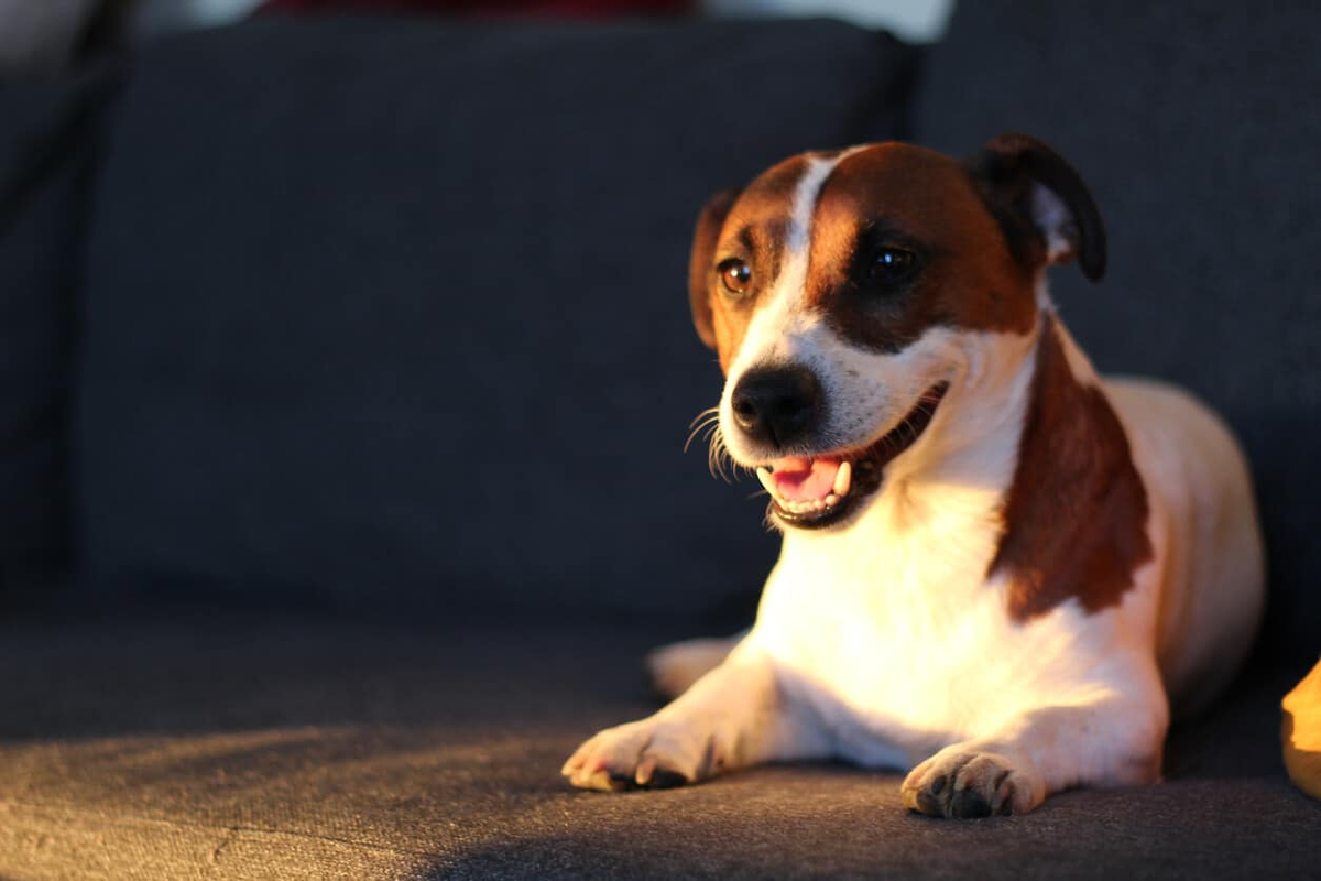 Với thính giác nhạy bén, chó dễ dàng phát hiện các âm thanh nhỏ như chuột chạy hoặc tiếng bước chân xa lạ. (Ảnh: Rover.com)