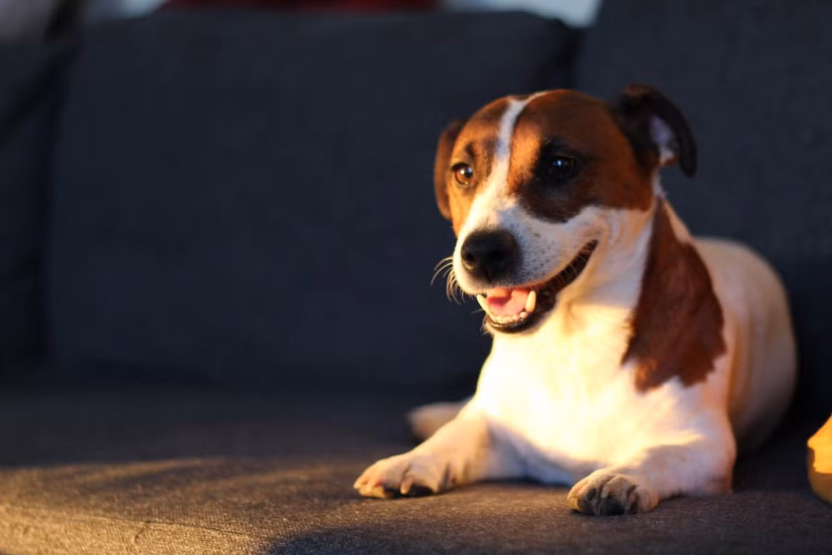 Với thính giác nhạy bén, chó dễ dàng phát hiện các âm thanh nhỏ như chuột chạy hoặc tiếng bước chân xa lạ. (Ảnh: Rover.com)