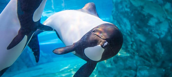 Họa tiết đen trắng của cá heo Commerson có thể là một dạng ngụy trang gây nhiễu, giúp che giấu hình dáng khi săn mồi.(Ảnh: Aquatica)