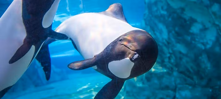 Họa tiết đen trắng của cá heo Commerson có thể là một dạng ngụy trang gây nhiễu, giúp che giấu hình dáng khi săn mồi.(Ảnh: Aquatica)