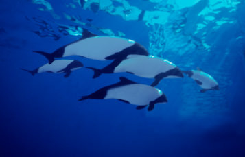 Chúng có hai phân loài: Cephalorhynchus commersonii sống ở Nam Mỹ và Cephalorhynchus commersonii kerguelenensis ở quần đảo Kerguelen, cách nhau khoảng 8.500 km.(Ảnh: Seaworld.org)