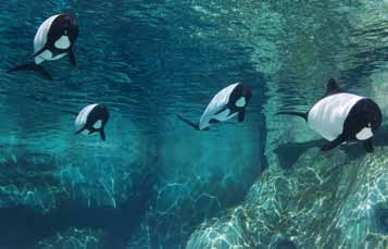 Loài cá heo này hiếu kỳ, thường tiếp cận tàu thuyền, lướt sóng, bơi hình số 8 và nhảy lên khỏi mặt nước.(Ảnh: Seaworld.org)