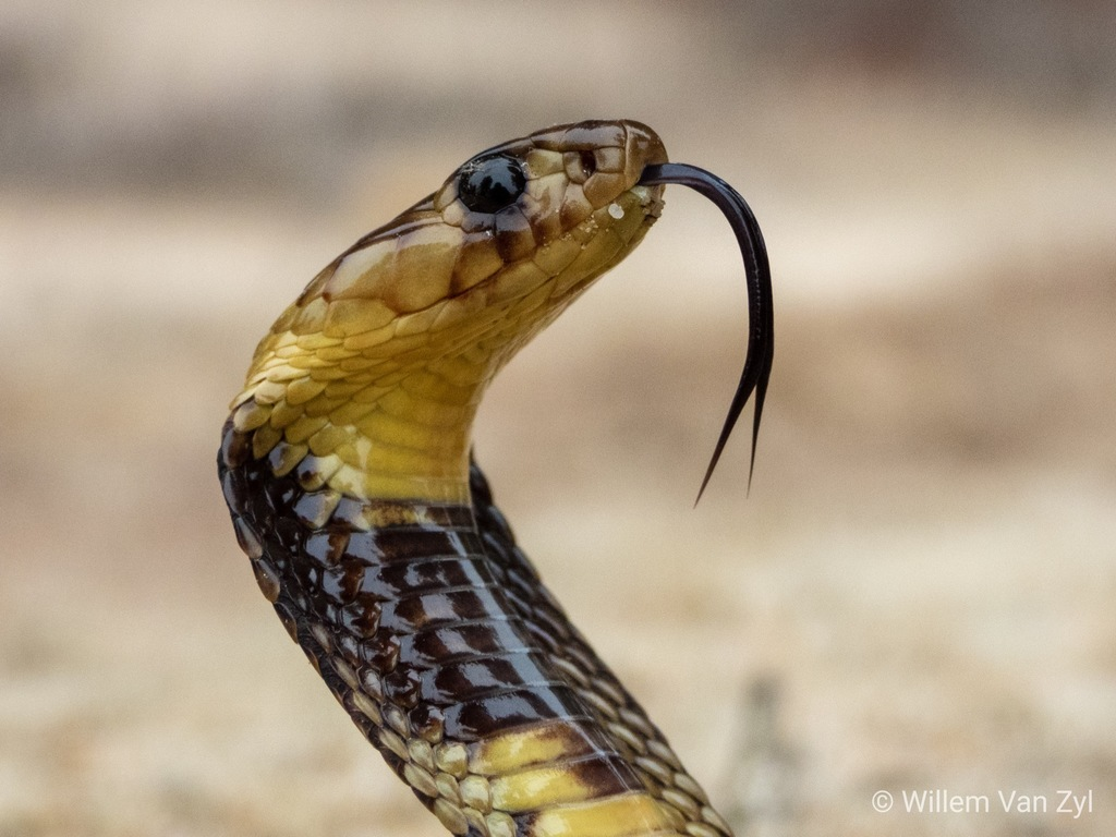 Tất cả các loài rắn hổ đều có răng nọc ở phía trước để tiêm nọc từ các tuyến nằm ở phía sau của hàm trên. Hầu hết các loài có thân hình thon dài, vảy mịn, đầu phủ đầy các khiên lớn, mắt có con ngươi tròn và thường là loài đẻ trứng. (Ảnh: iNaturalist)