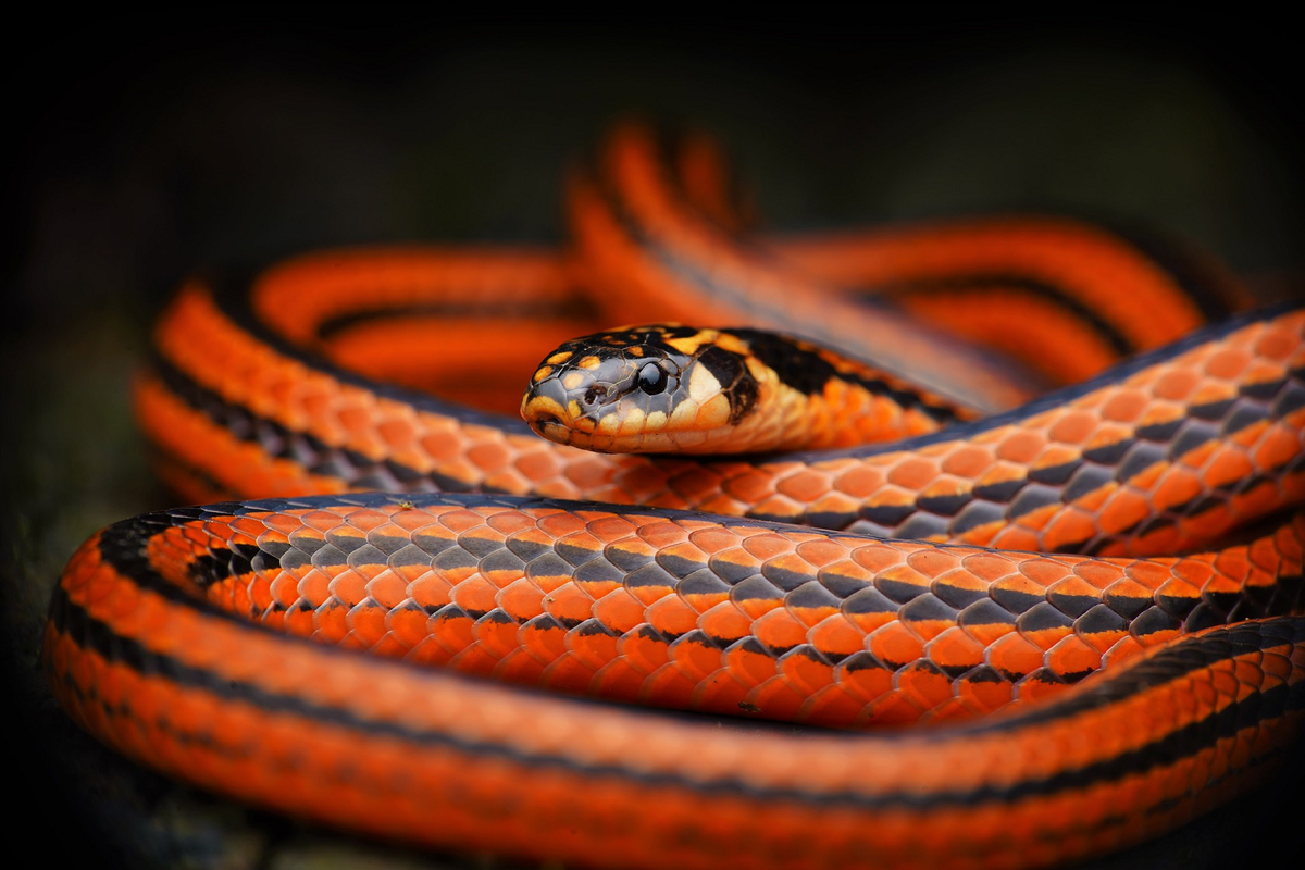 Một số loài sống trên cây và một số có chế độ ăn hẹp hoặc rộng. (Ảnh:iNaturalist)