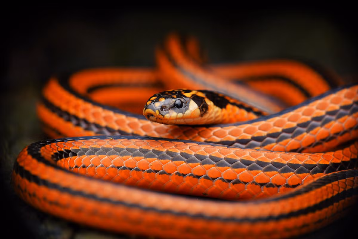 Một số loài sống trên cây và một số có chế độ ăn hẹp hoặc rộng. (Ảnh:iNaturalist)