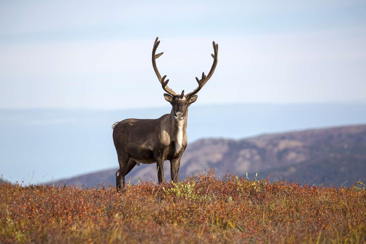 Chúng sống ở các vùng lãnh nguyên, rừng và núi quanh Bắc Cực, với phạm vi hoạt động lên tới 500 km².(Ảnh: Treehugger)