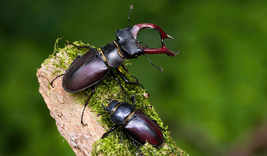 Một nhà lai tạo Nhật Bản đã bán một con Stag Beetles với giá 2 tỷ đồng, thu hút giới thượng lưu và những người đam mê thú cưng độc lạ.(Ảnh: Hickory Knolls Discovery Center)