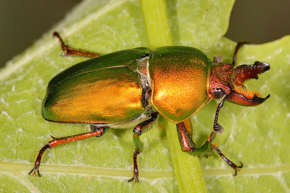 Loài bọ này từng gây "sốt" thị trường thú cưng 5 năm trước và hiện nay lại được săn lùng trở lại.(Ảnh: Wikipedia)